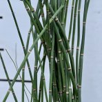  Japonský prasličkovec (Equisetum japonicum) - výška 50-60 cm, kont. P9